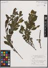 Foto von Salix caprea L.